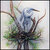 Egret in the Nest
