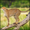 Prince Cheetah