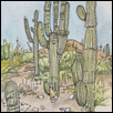 Saguaros