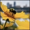 Bee in front of Cityscape