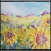 Sunflower Field