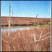 Windswept Prairie