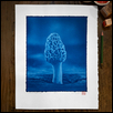 Kansas Morel #2 - Cyanotype