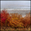 Autumn Colors at the Big Salt Marsh