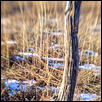 Fence Post