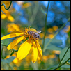 Flowers Are the Happiness of the Bee