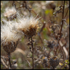 Thistles in Autumn