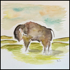 Buffalo on the Prairie