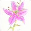 Stargazer Lily