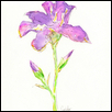 Purple Iris