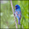 Indigo Bunting