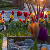 Sunkissed Tulips