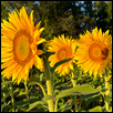 Grinter Sunflower Farm