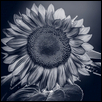 Helianthus annuus (Common Sunflower)