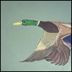 Milo the Mallard