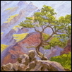 Grand Canyon Rim Tree