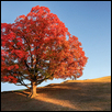 Red Tree and Moon