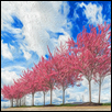 Crabapple trees