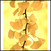 Ginkgo leaves