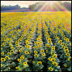 Sunflower Field at Dusk