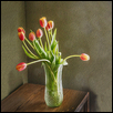 Tulips in vase