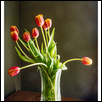 Tulips in vas