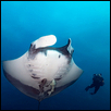 Giant Pacific Manta and Diver, Socorro, MX