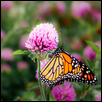 Monarch Butterfly