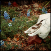 Bluebonnets and cow skull. Willow City Loop, TX