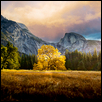 Lonely Tree, Cooks Meadow, Yosemite