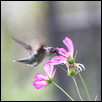 Colibri and Nectar