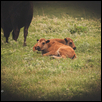 Baby Bison