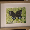 Black butterfly on green