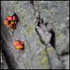 Beauty in fungi