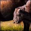 Baby bison