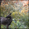 Colorful doe