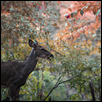 Doe in the woods
