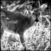 Fawn
