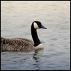 Goose