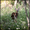 King of the woods