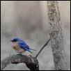 Eastern bluebird