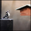 Woodpecker