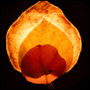 Orange#1