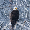 A Wintery Perch
