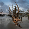 Gnarly Roots