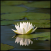 Lone Water Lily