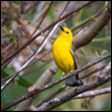 Prothonotary Warbler