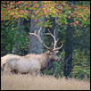 Cataloochi Bull Elk