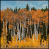 Teton Aspens