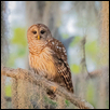 Barred Owl